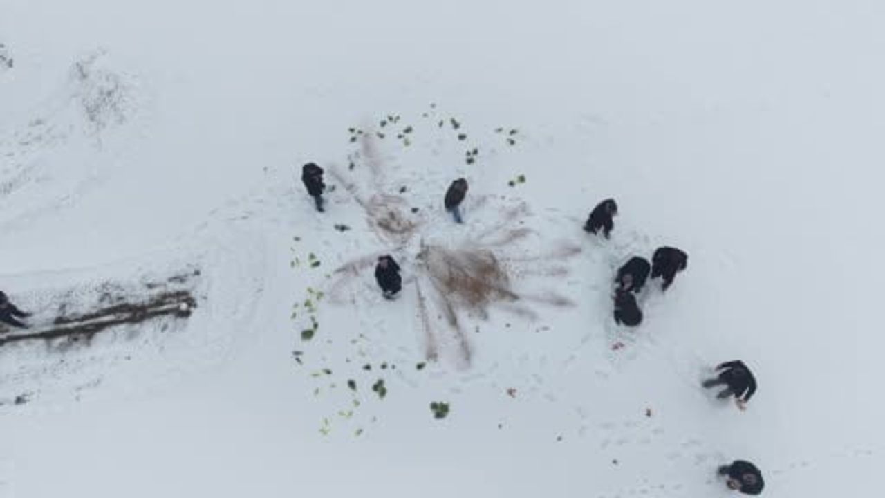 Muş Kırköy Belediyesi, yoğun kar altında yaban hayvanlarına yem bıraktı