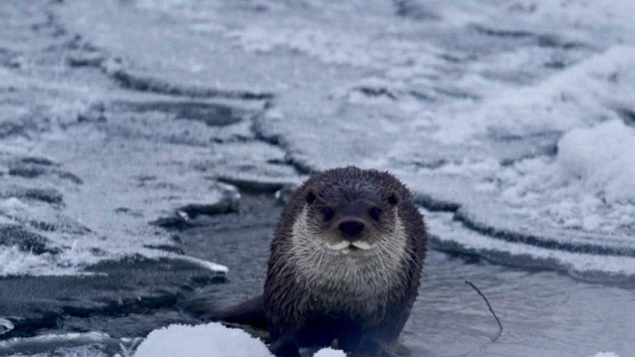 Muş'ta Karasu Nehri'nde buzlar arasında su samuru görüntülendi