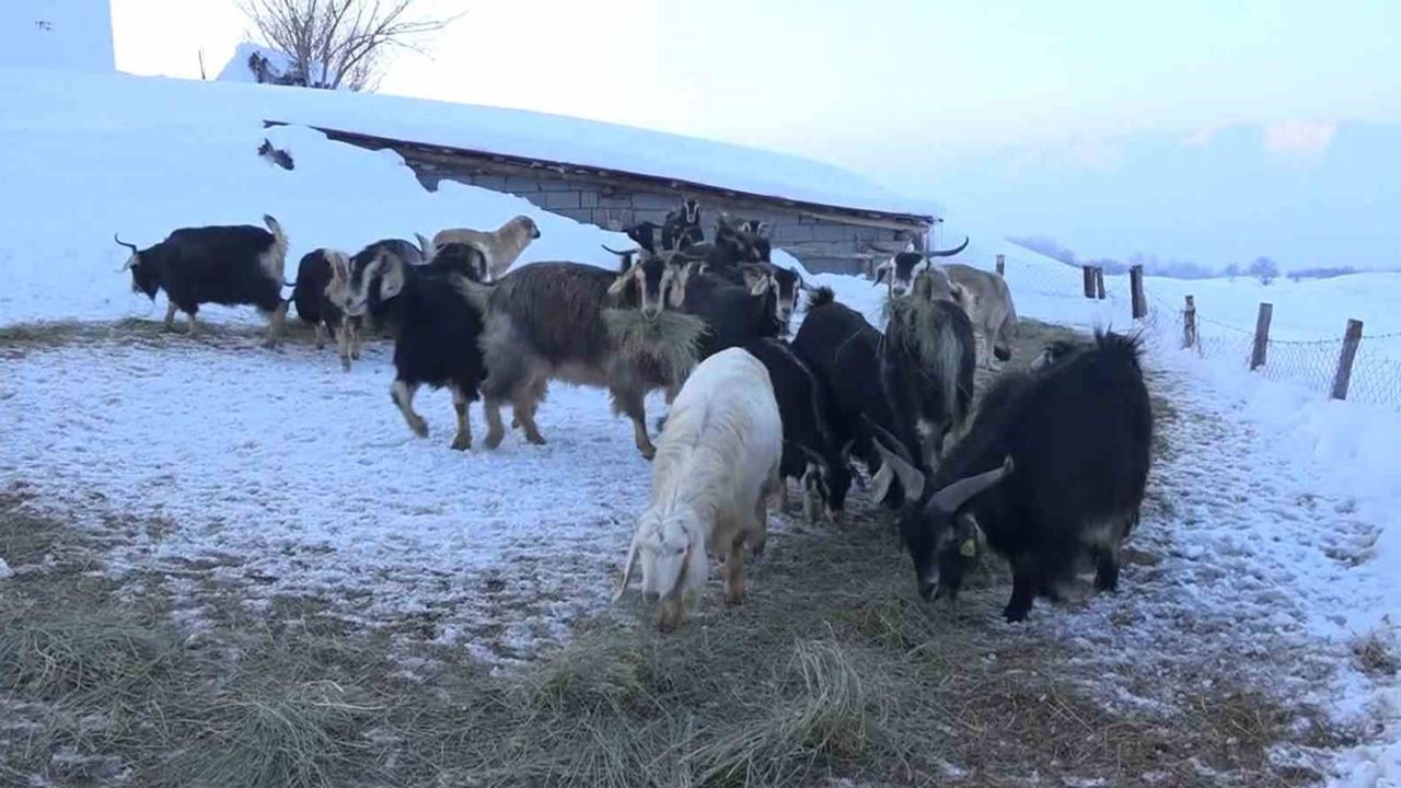 Muş'ta karla kapanan mezrada mahsur kalan besicinin hayvanları ekiplerce kurtarıldı