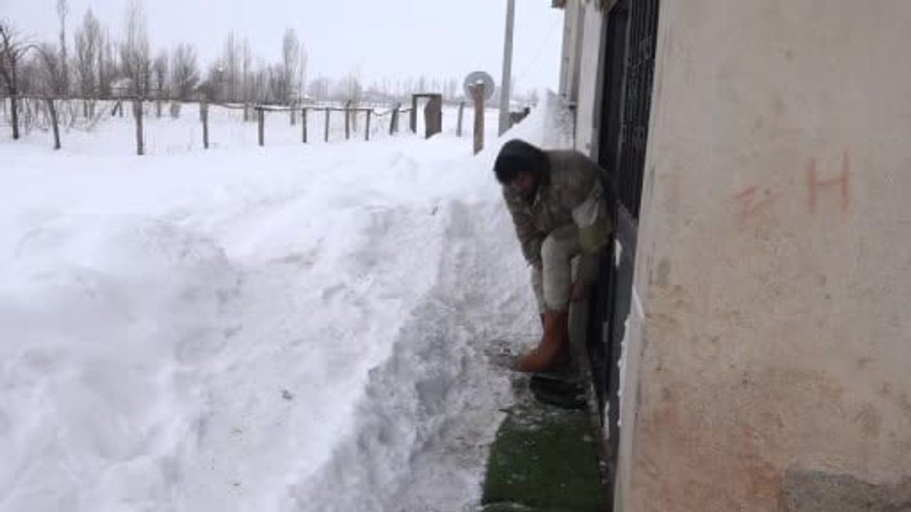 Muş’ta küçükbaş yetiştiricileri söğüt dallarıyla yem maliyetini azaltıyor