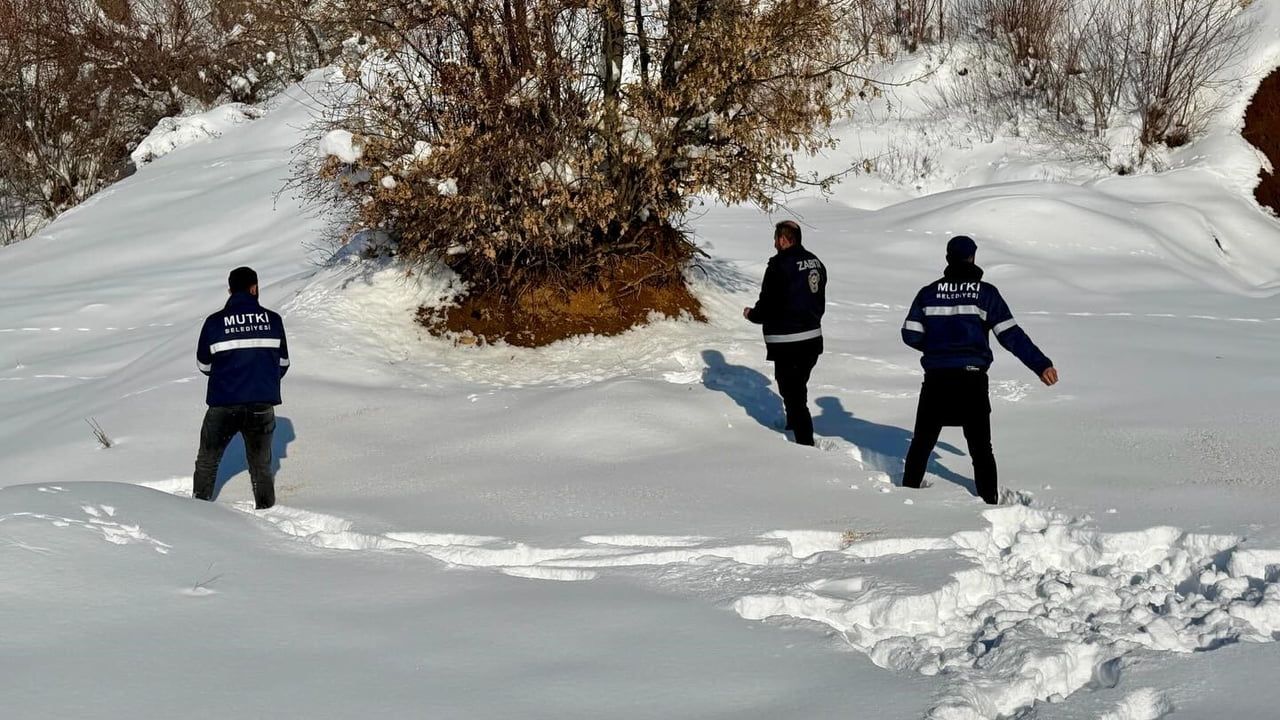 Mutki Belediyesi, Yoğun Kar ve Dondurucu Soğuklarda Yaban Hayatını Yemleyerek Destekliyor