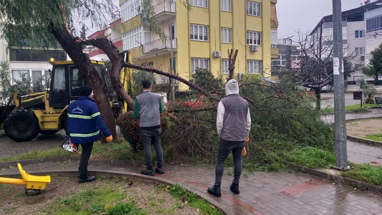 Nazilli Belediyesi ekipleri fırtına sonrası devrilen ağaçlara hızlı müdahale etti