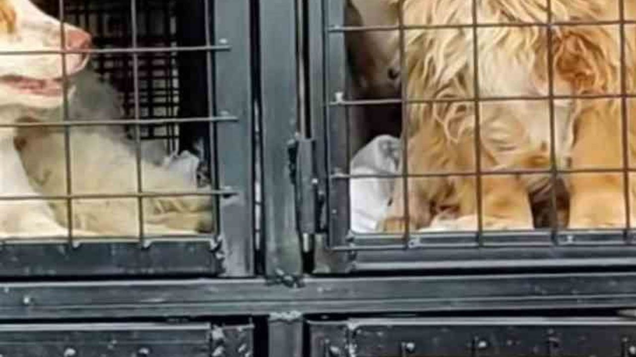 Nevşehir Barınağından Çıkarılan Köpeklerin Sahte Belgelerle Yurt Dışına Gönderildiği İddiası