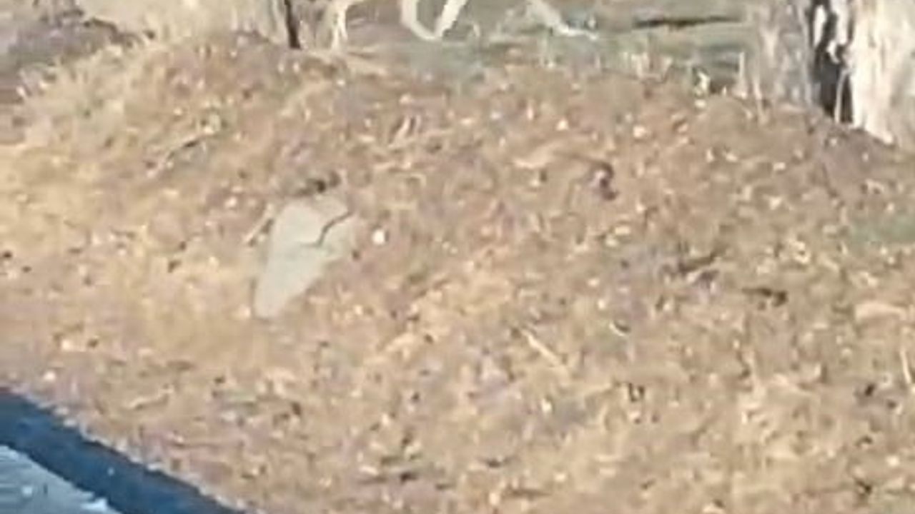 Nevşehir’de aç kalan kurtlar Göre Kasabası Kalaycık mevkiinde cep telefonu kamerasına yansıdı