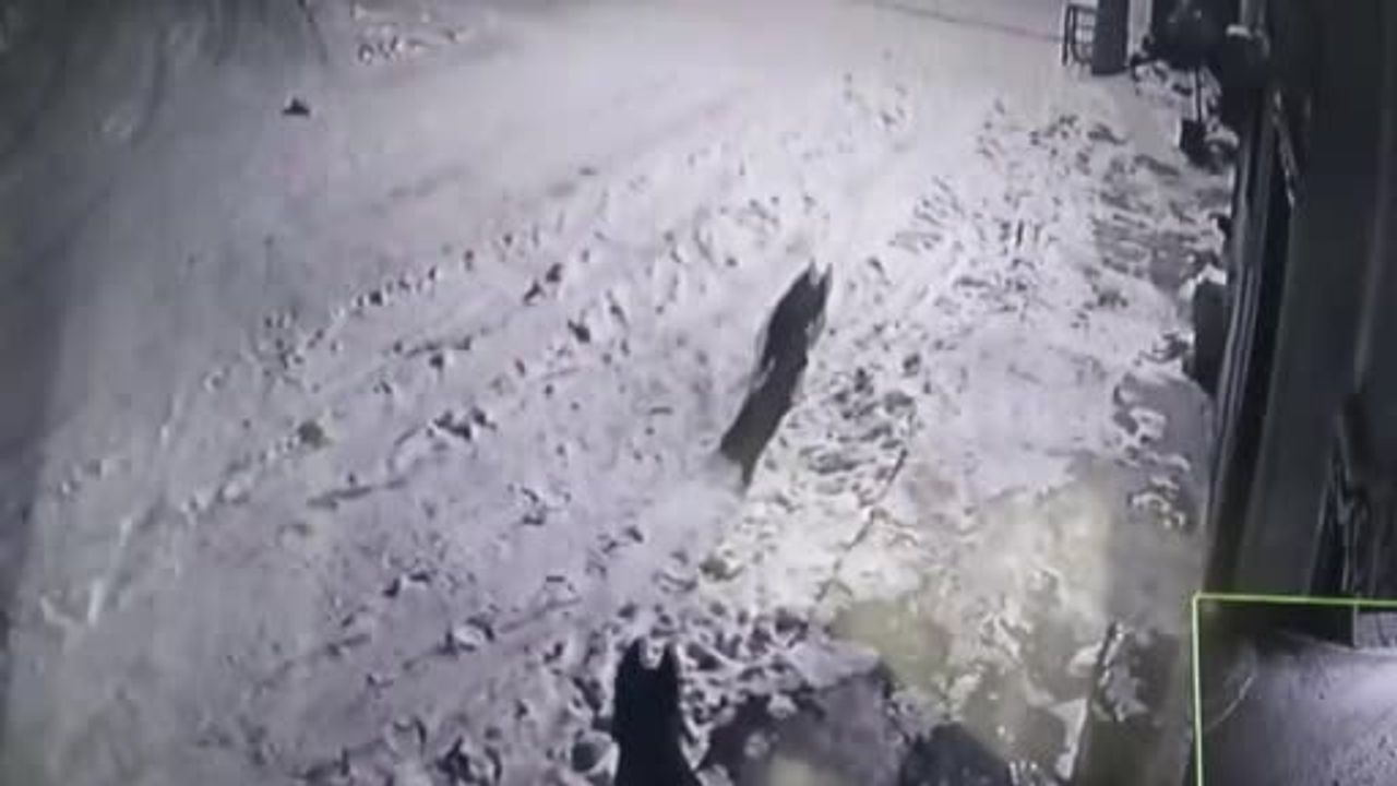 Nevşehir'de çiftçi, bahçesine giren kurtları çaydanlıktaki sıcak suyla uzaklaştırdı