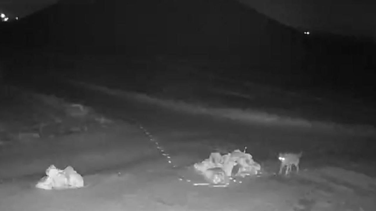 Nevşehir Kayaaltı Köyüne İnen Kurtlar, Güvenlik Kameralarına Yansıdı