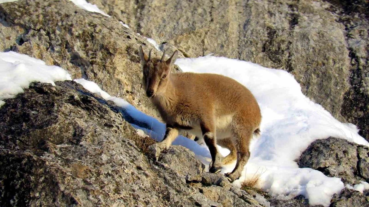 Niğde'de yaban keçisi popülasyonu 2025 sonunda arttı