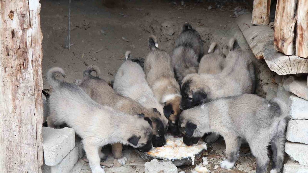 Oltu'da çatıda doğum: Sokak köpeği 10 yavru doğurdu, mahalle yardım bekliyor