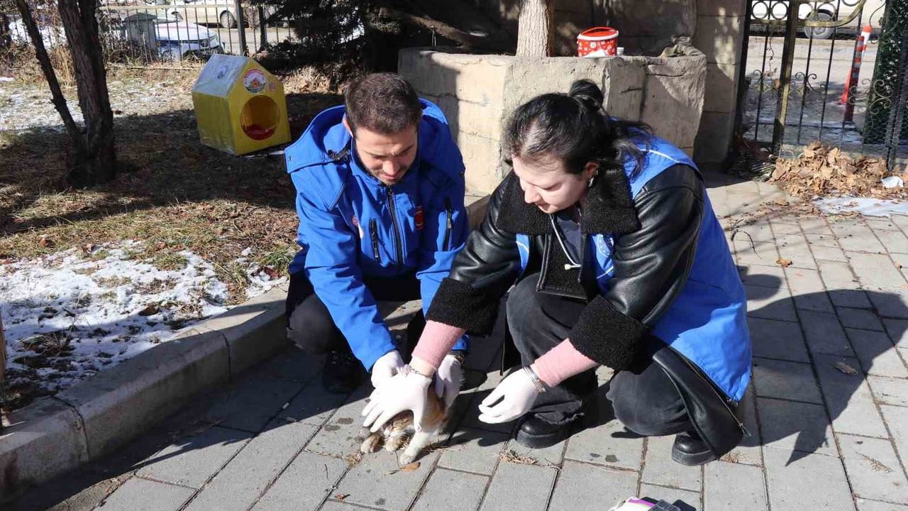 Oltu Gençlik Merkezi sokak kedileri için plastik ev ve sağlık desteği sağladı