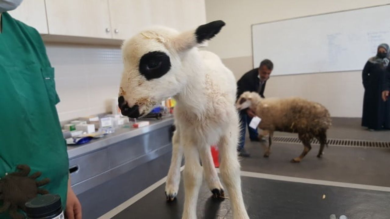 OMÜ Veteriner Hastanesi 2025'te 30 bin 842 hayvana sağlık hizmeti verdi