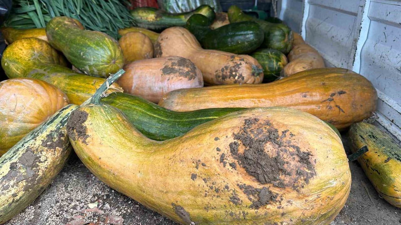 Osmangazi'de ilaçsız 30 kilogramlık Kıbrıs bal kabağı üretildi