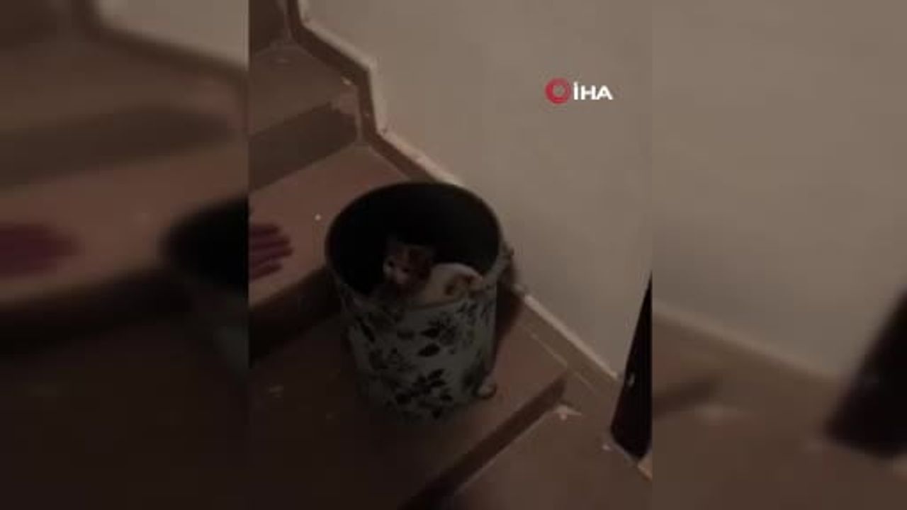 Osmaniye'de soğuktan korunmak için çöp kutusuna sığınan kedi