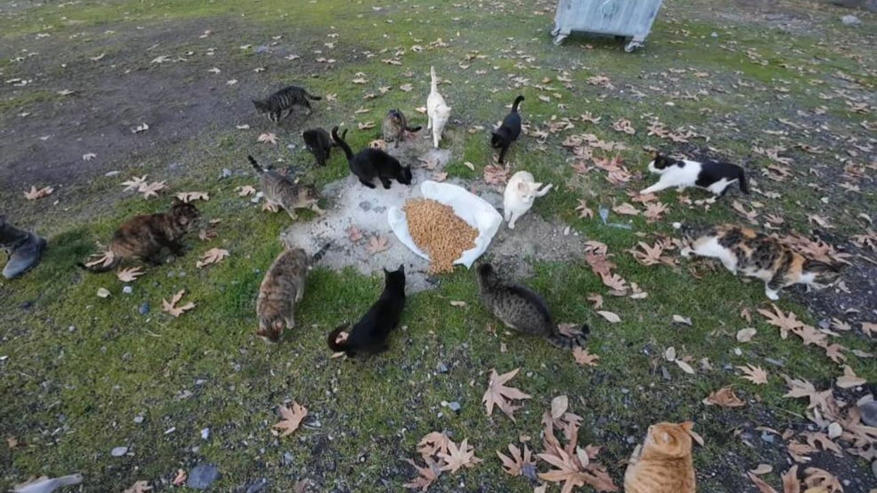 Osmaniye'de 'Zompçular Enduro Osmaniye' Amanos yaylalarında yaban ve sokak hayvanlarını besledi