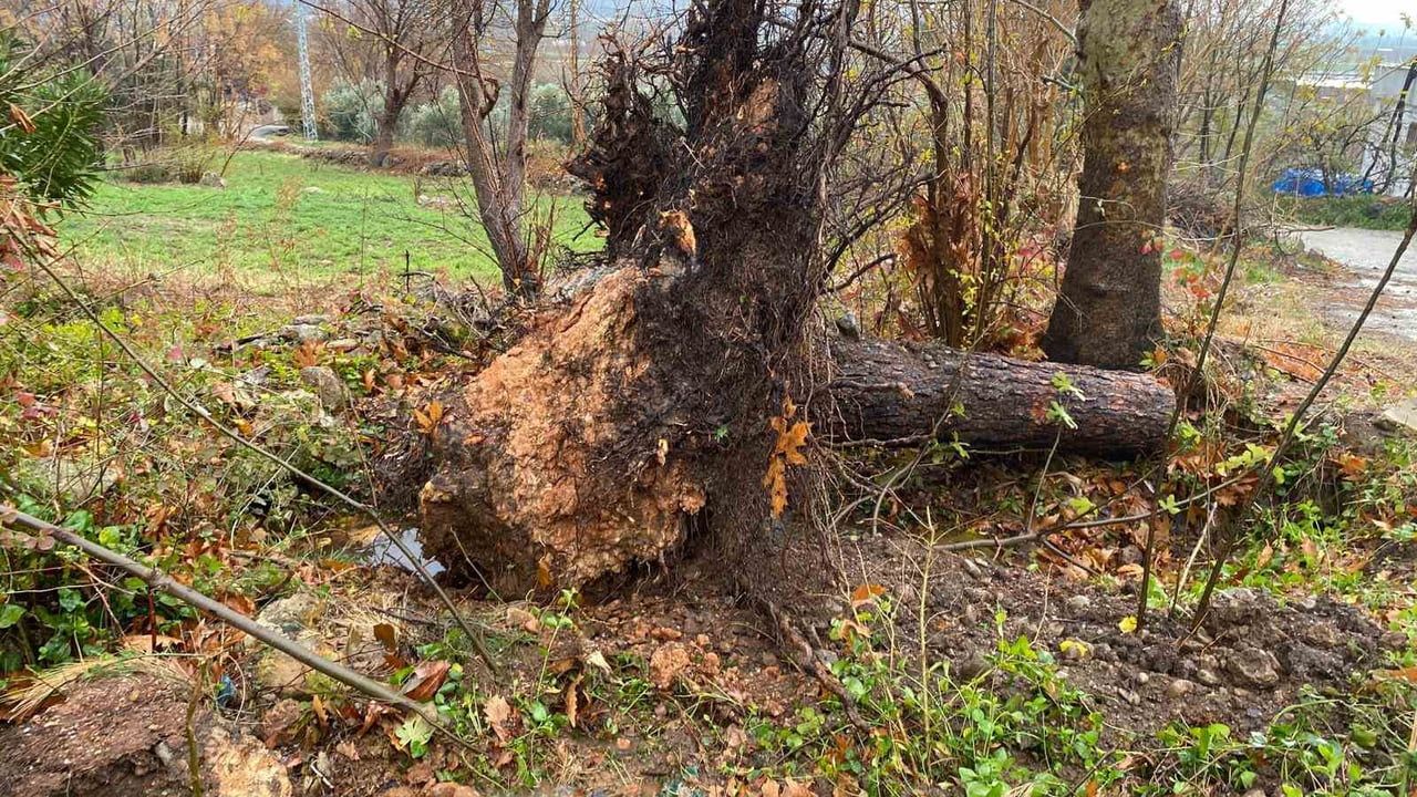 Osmaniye Düziçi'de Fırtına ve Sağanak Karacaoğlan Mahallesi Mezarlığında Ağaçların Devrilmesine Neden Oldu