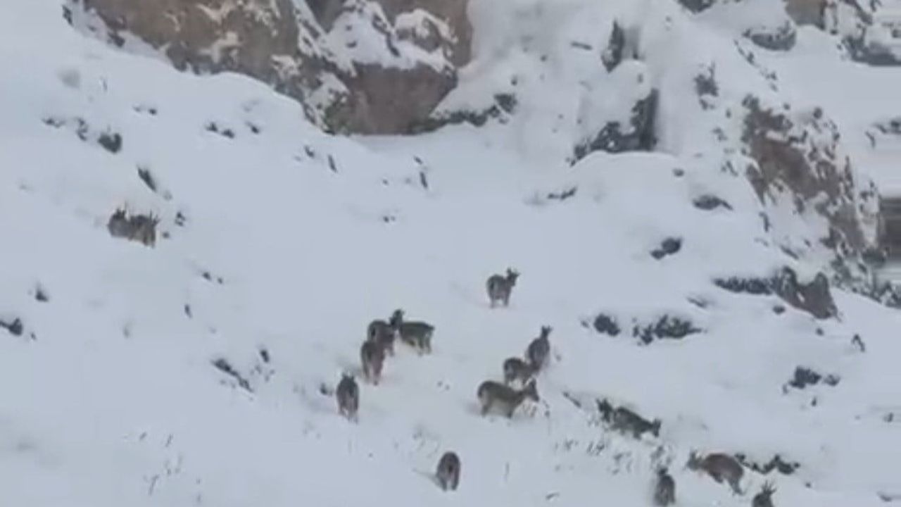 Palu Kalesi çevresinde kar üzerinde sürü halinde dağ keçileri görüntülendi