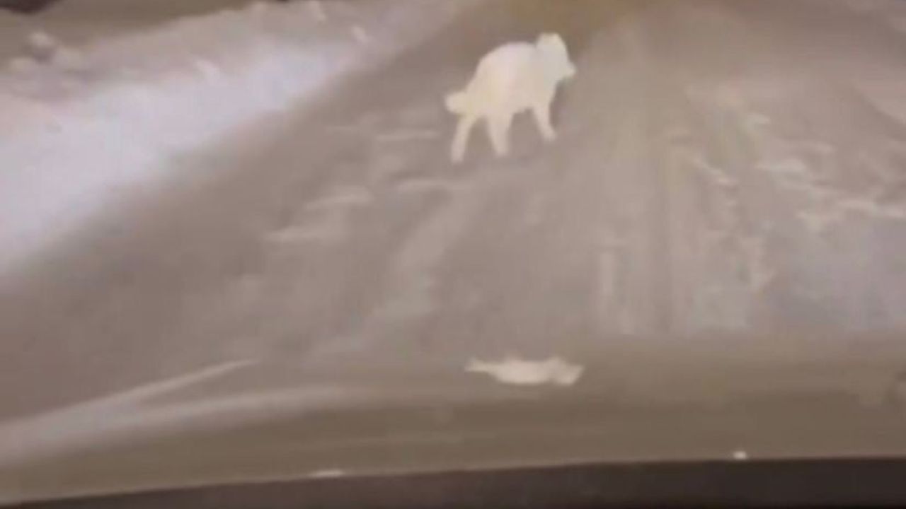 Patnos ilçe merkezinde kurt görülmesi kısa süreli paniğe neden oldu