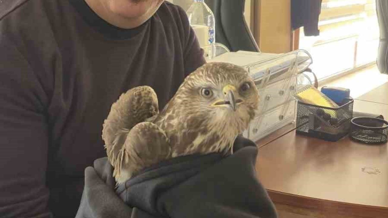 Payas'ta Yaralı Şahin Bulundu ve Yetkililere Teslim Edildi