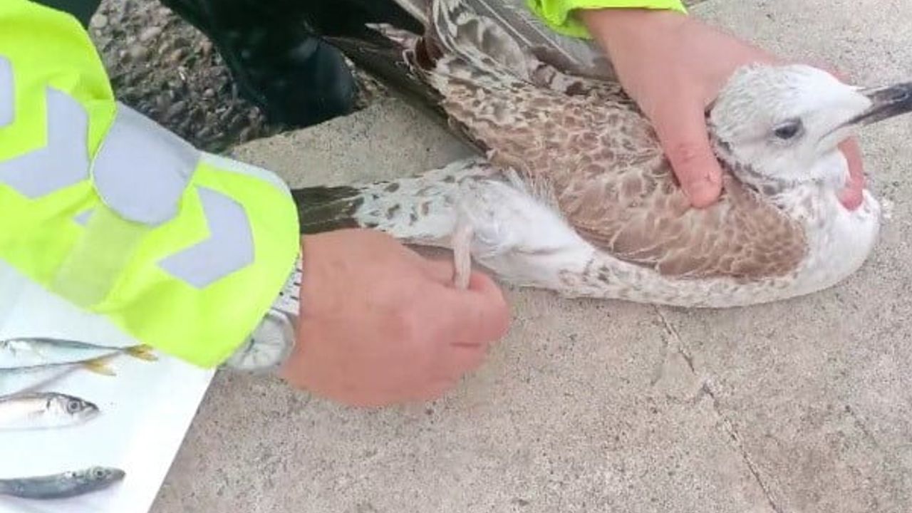 Pendik sahilinde misinaya dolanan martı vatandaşın müdahalesiyle kurtarıldı