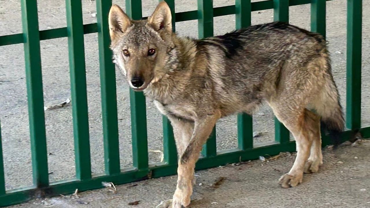 Prof. Dr. Lokman Aslan: Yaban hayatına bilinçsiz müdahale merhamet değil tehlikedir