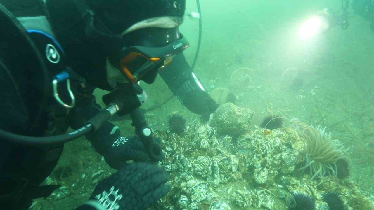 Prof. Dr. Mustafa Sarı’dan belediye başkanlarına keşif dalışı çağrısı: Marmara’nın pinaları ve deniz çayırları korunmalı