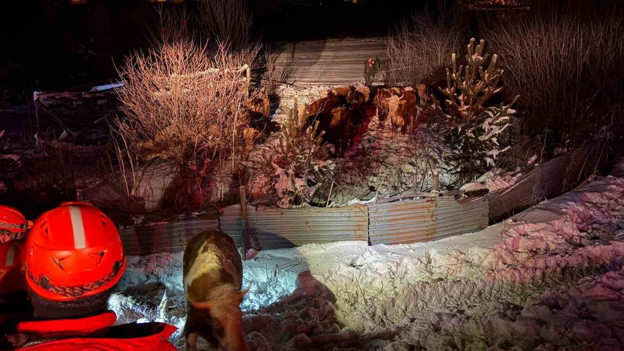 Refahiye'de tır devrildi: 45 büyükbaş hayvan donma riskinden kurtarıldı