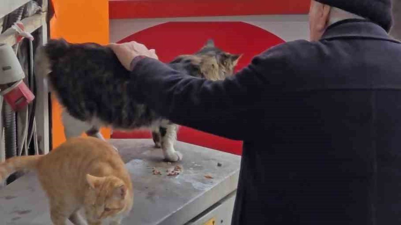 Safranbolu'da yaşlı adamın sokak kedilerini elden beslemesi yürekleri ısıttı