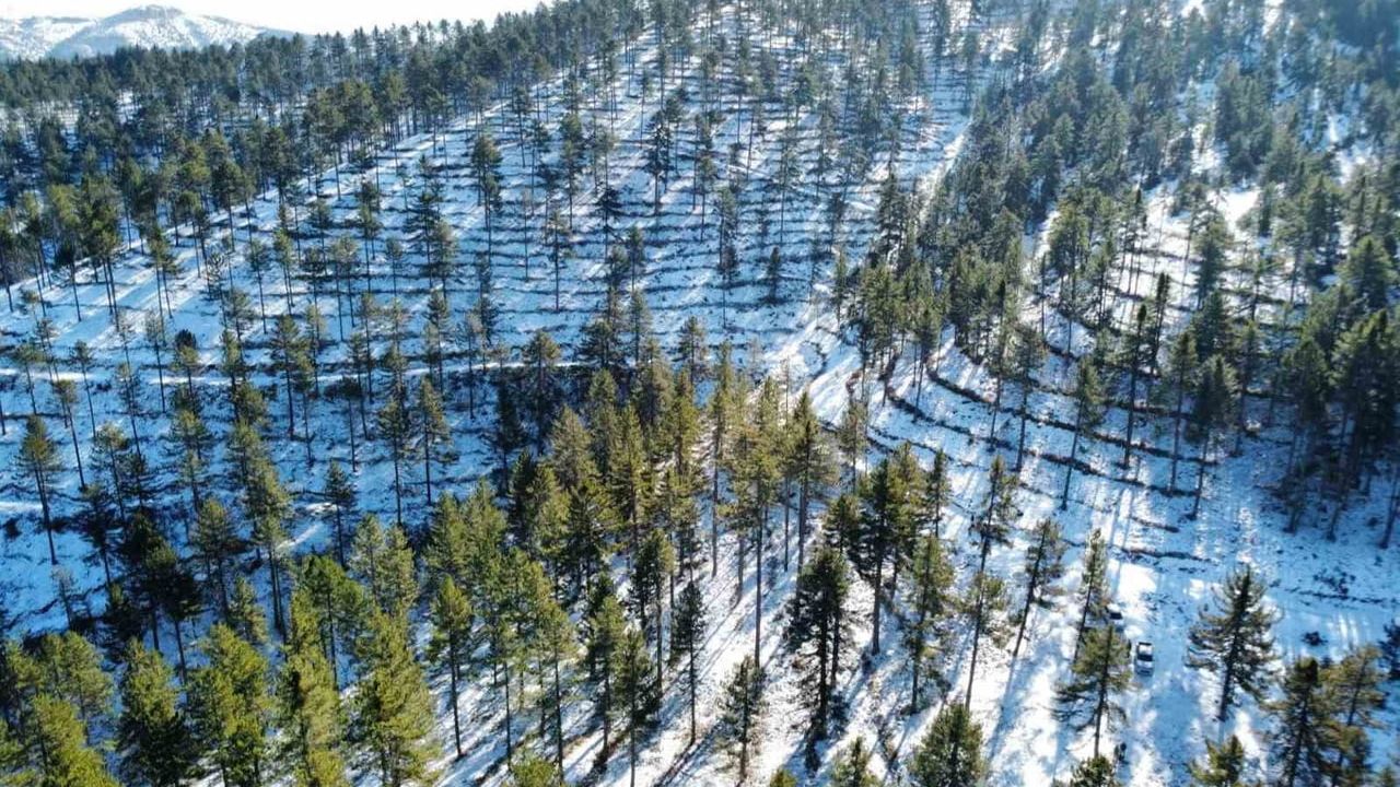 Saimbeyli'de 185 hektarda Karaçam Doğal Gençleştirme Programı ile Orman Yenileniyor