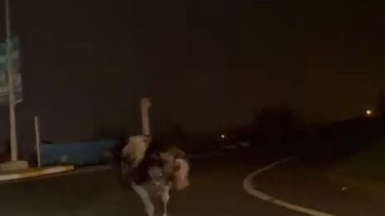 Sakarya Arifiye'de Başıboş Deve Kuşu Trafik Akışını Etkiledi