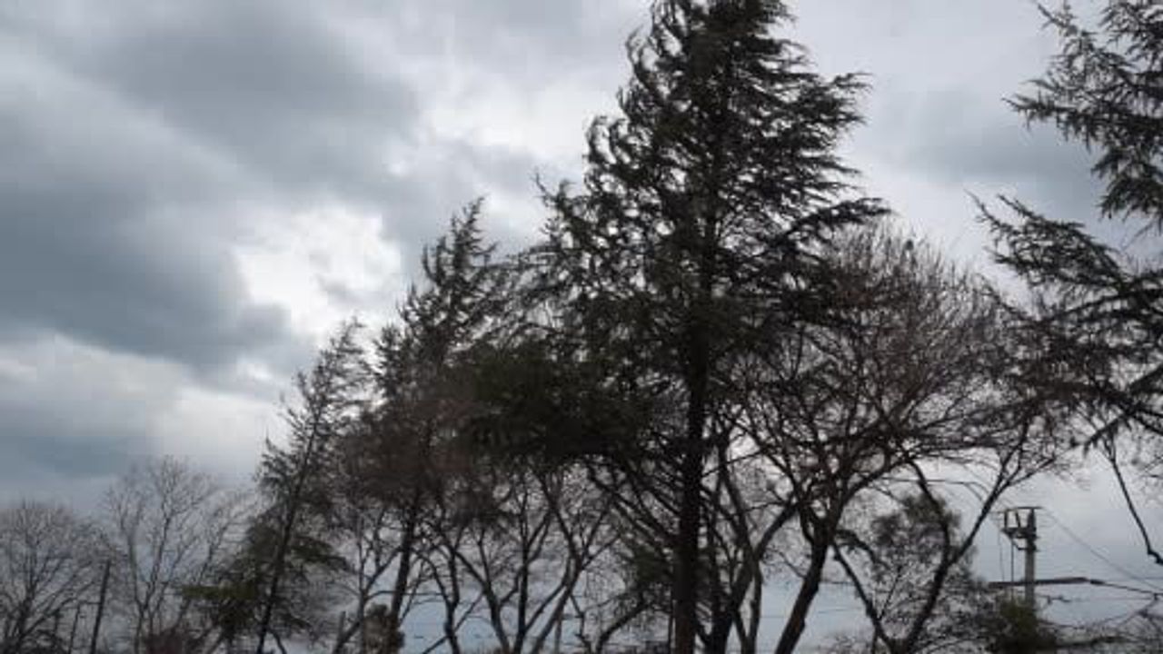 Sakarya’da kuvvetli rüzgar yaşamı etkiledi; Sapanca’da ağaçlar yola devrildi