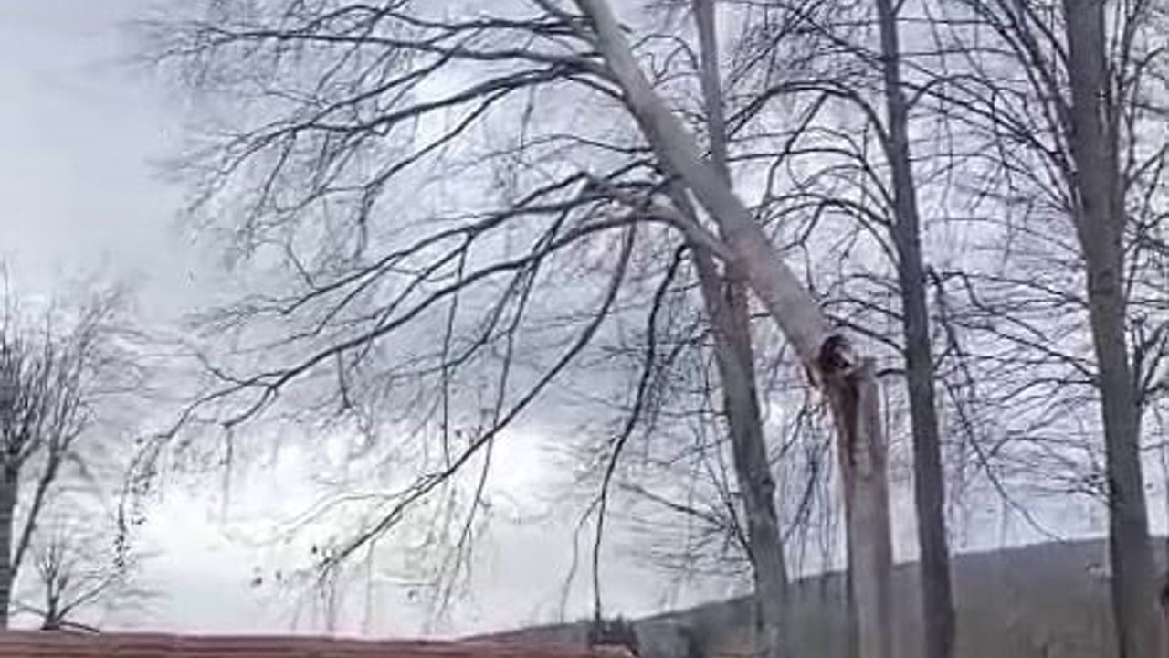 Sakarya Hendek'te şiddetli rüzgar ağaçları devirdi, baraka yolu kapattı