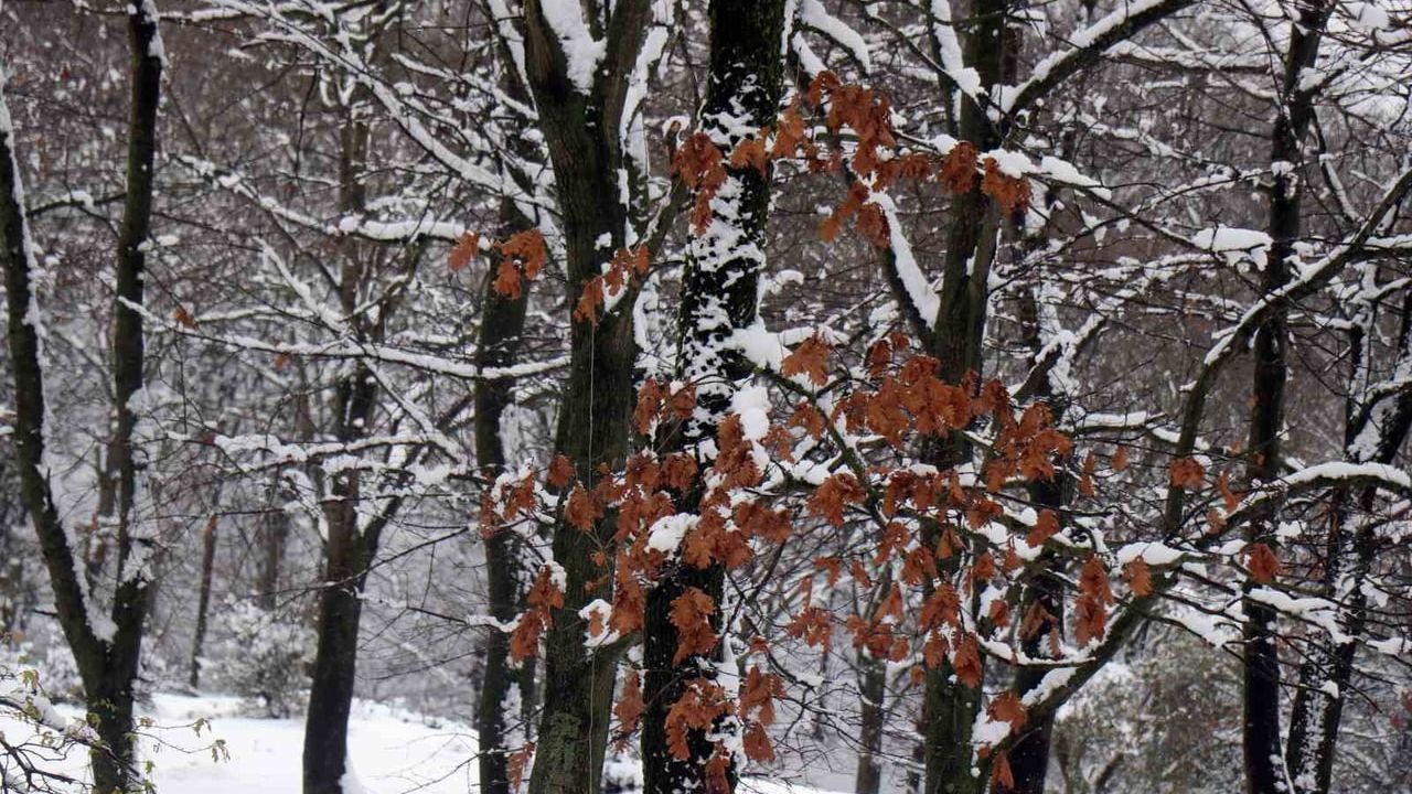 Sakarya'nın yüksek kesimleri karla kaplandı: Sakarya Üniversitesi Kampüsü ve Kırcaali Yaylası beyaz örtüye büründü