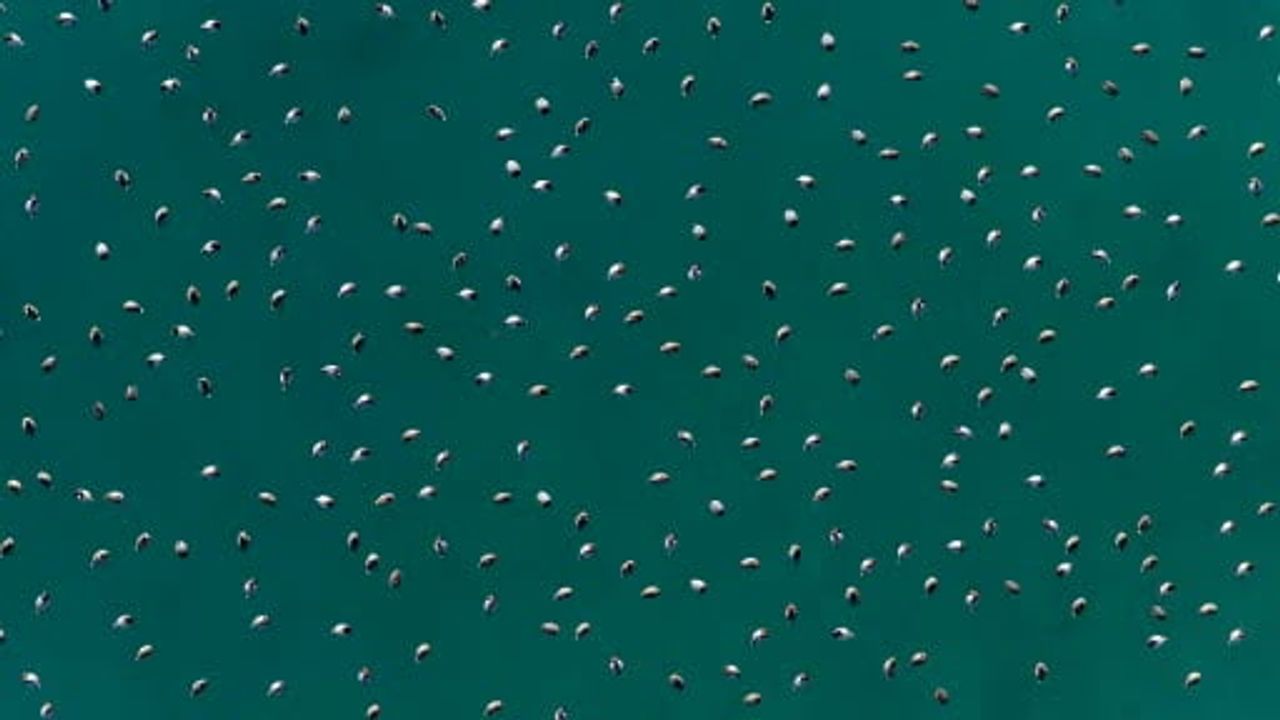 Salda Gölü'nde Göç Döneminde Elmabaş Patka Ördekleri Drone ile Havadan Görüntülendi