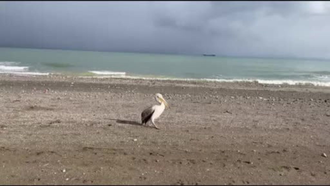Samsun Atakum Sahili'nde Pelikan Görüldü