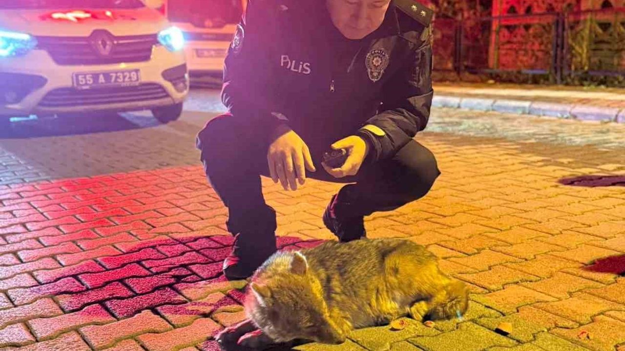 Samsun'da kar sonrası şehre inen çakal, polis ve belediye ekipleri tarafından tedaviye götürüldü