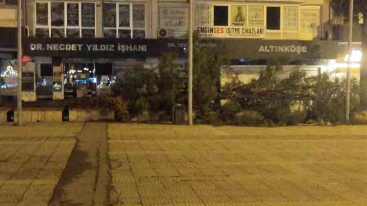 Samsun'da kuvvetli fırtına: Cumhuriyet Meydanı'nda çam ağacı kökünden devrildi