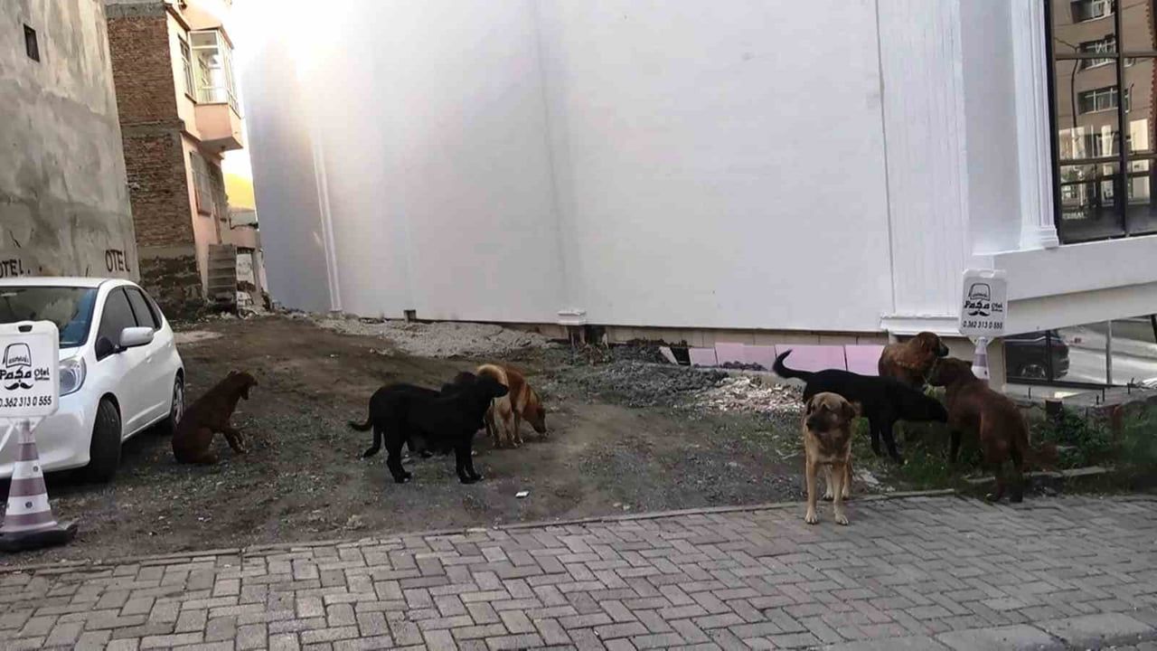Samsun'da mezarlık çevresinde sürü halinde başıboş köpekler ekipleri görünce dağıldı