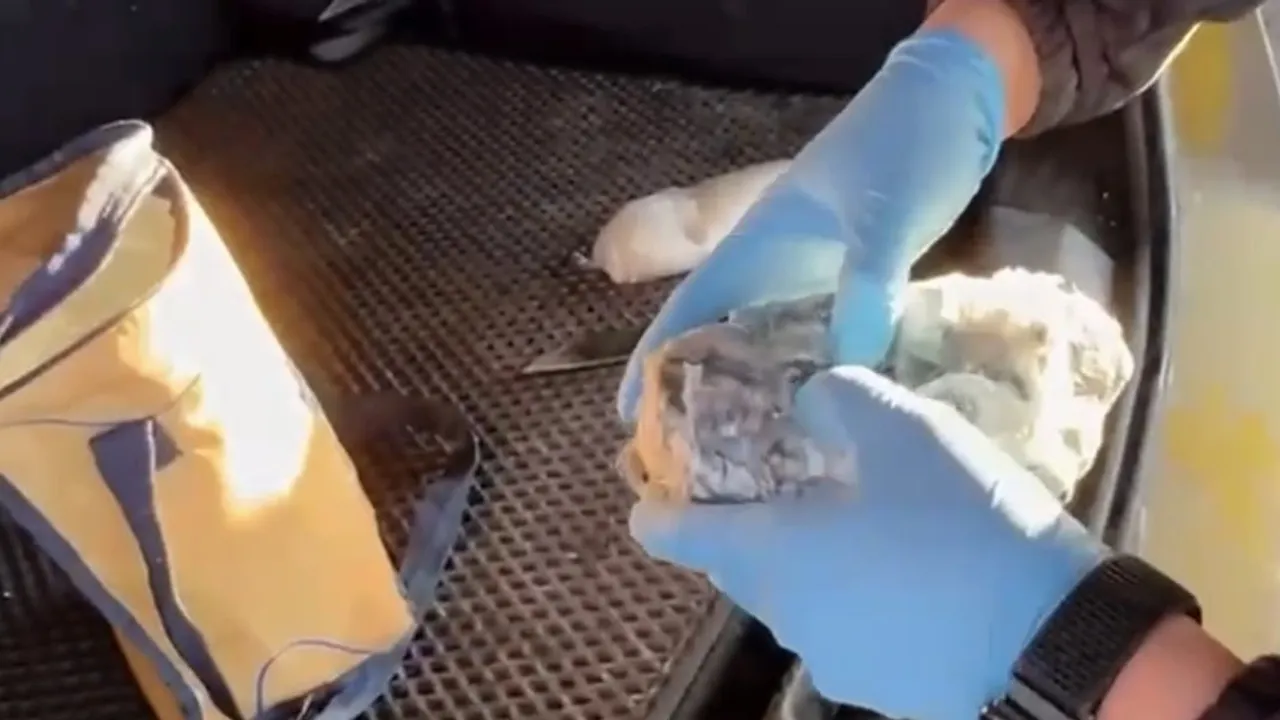 Samsun'da narkotik dedektör köpeği Pera, araçta 590 gram metamfetamin buldu