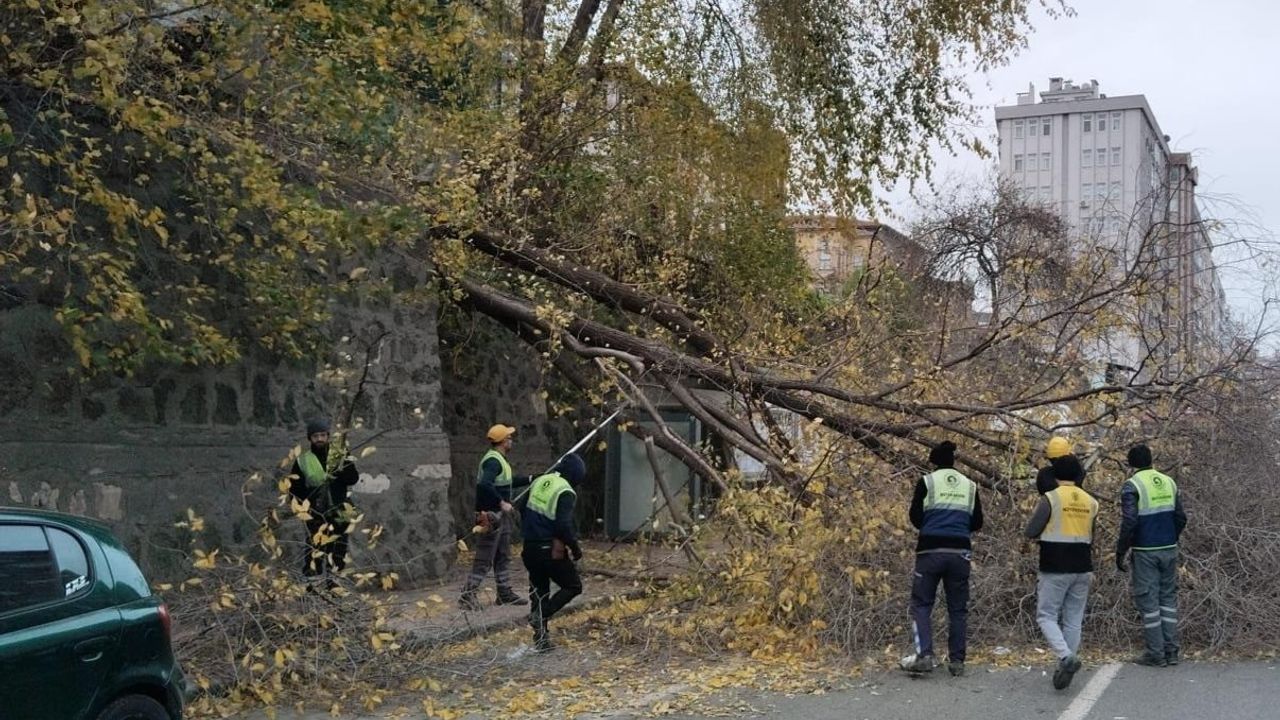 Samsun'da rüzgar 100. Yıl Bulvarı'nda ağacı devirdi; yol kısa sürede açıldı