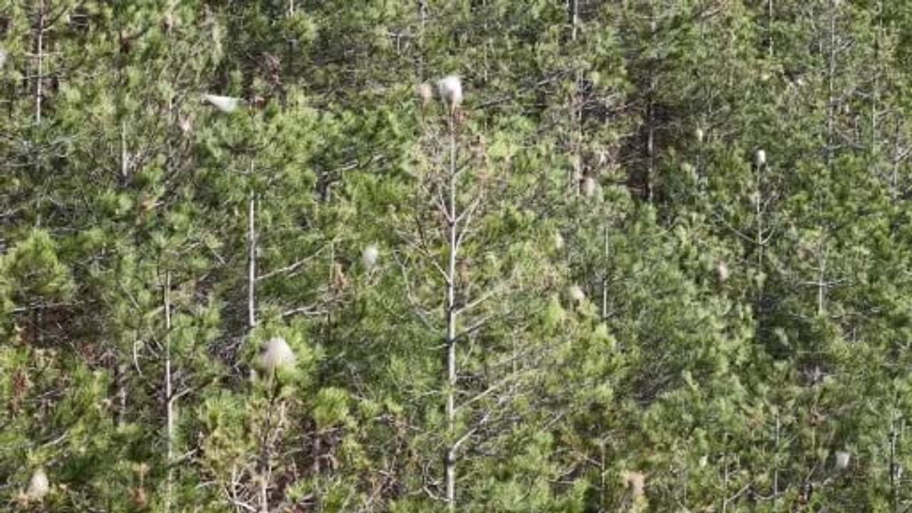 Samsun ormanlarında çam kese tırtılı artışı: Ekosistem ve insan sağlığı riski
