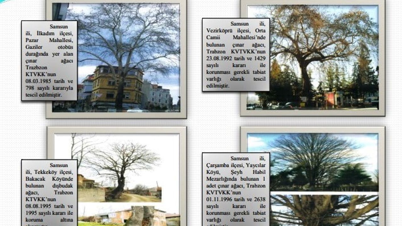 Samsun'un koruma altındaki 11 anıt çınarından biri: İlkadım'daki yaklaşık 160 yıllık çınar