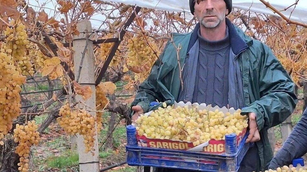 Sarıgöl’de kış üzümü hasadında sona gelindi: Dalında muhafaza üreticilere avantaj sağlıyor