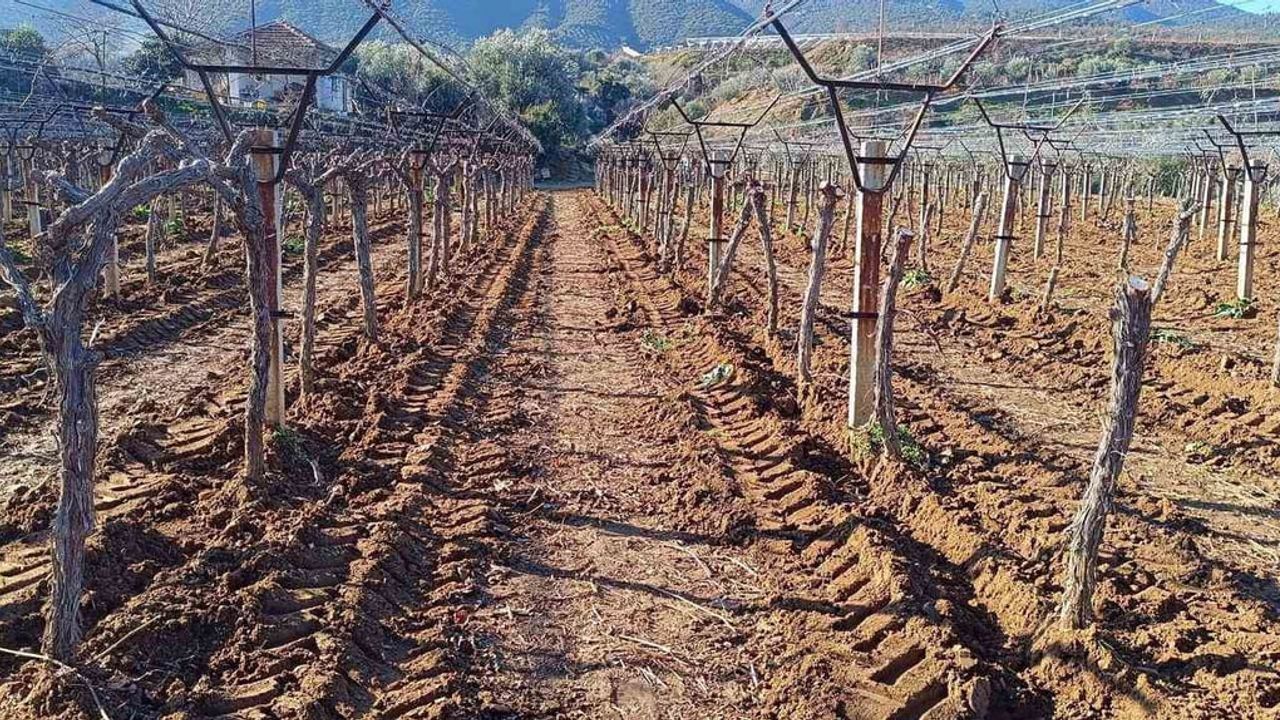 Sarıgöl'de üretici bağını Thompson çekirdeksiz üzümle yenilemeye başladı