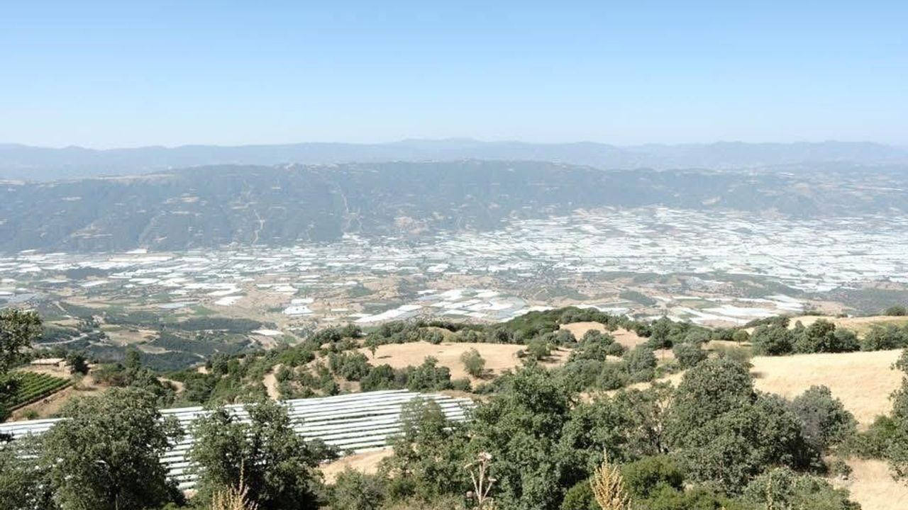 Sarıgöl Ovası'nın beyaz örtüleri kaldırıldı: Bağlar eski görünümüne kavuştu