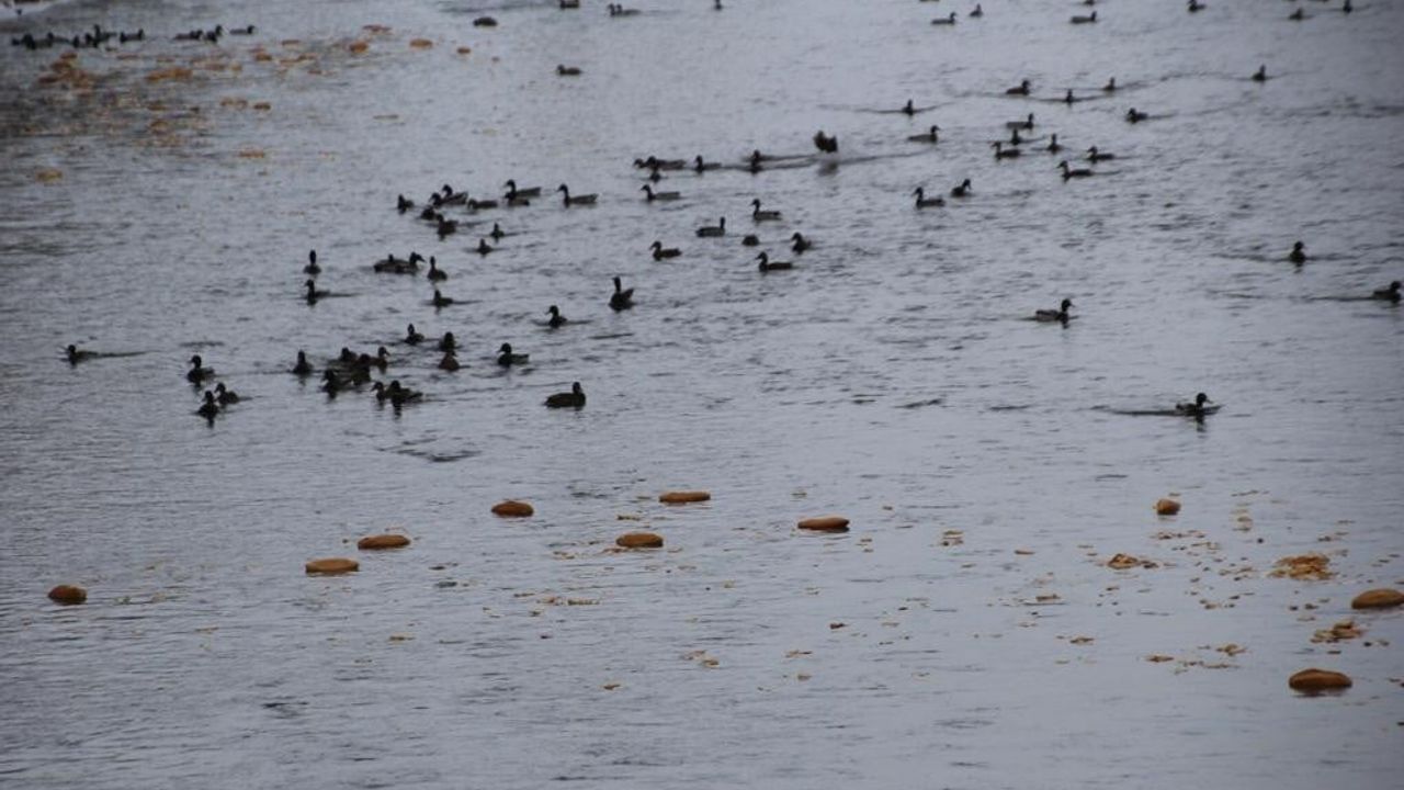 Sibirya ve Rusya’dan gelen yeşilbaşlı ördekler Çoruh Nehri’nde kışı geçiriyor