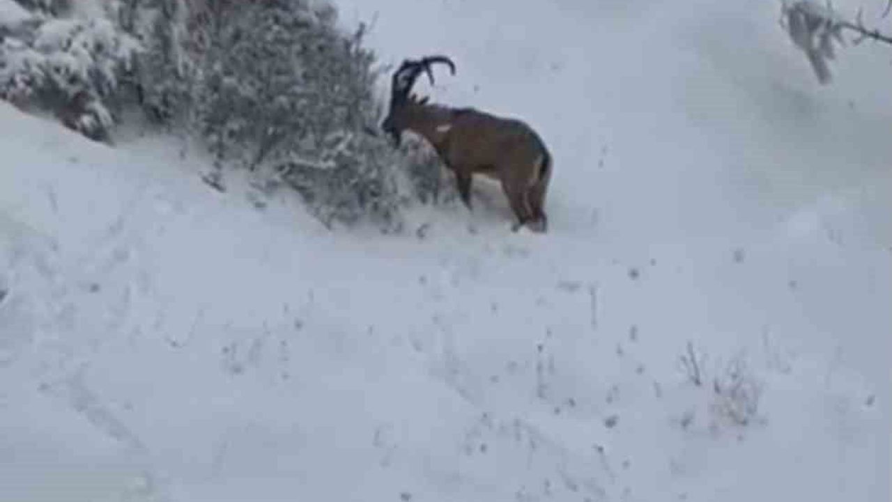 Siirt'te Sürü Halinde Görüntülenen Yaban Keçileri Koruma Altında