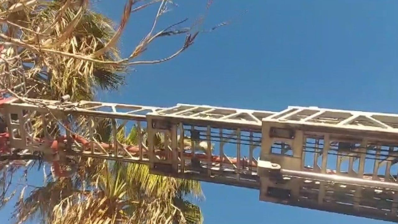 Silifke'de palmiye tepesinde mahsur kalan sokak kedisi itfaiye tarafından kurtarıldı