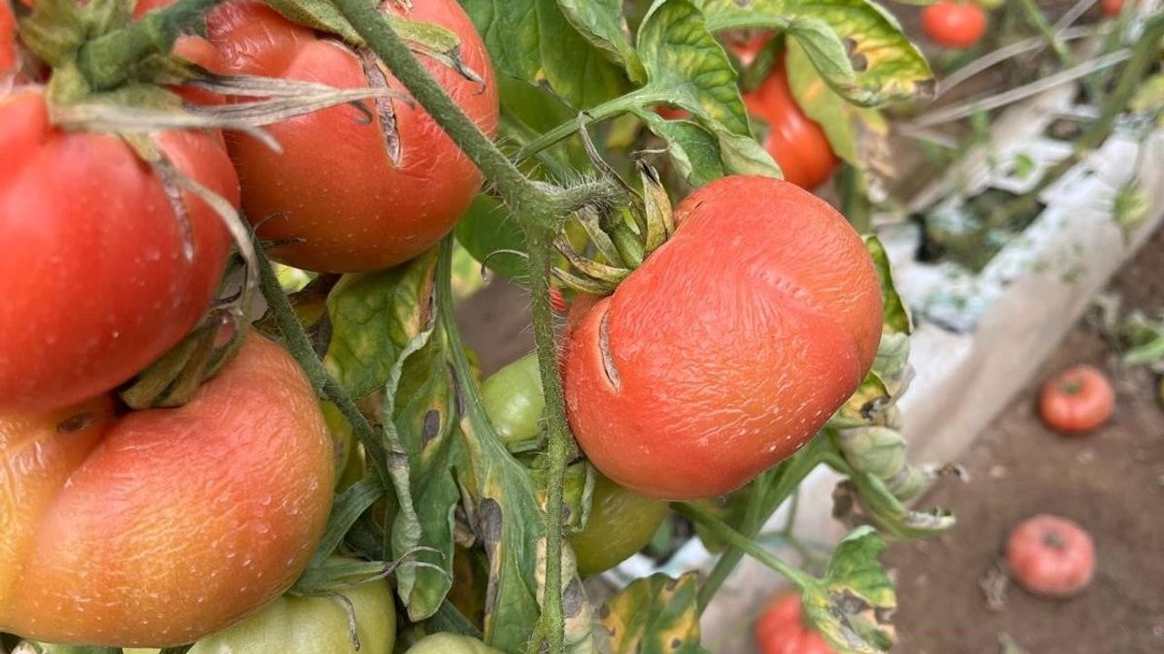 Simav'da seralarda zirai don zararının tespitine yönelik çalışma başlatıldı