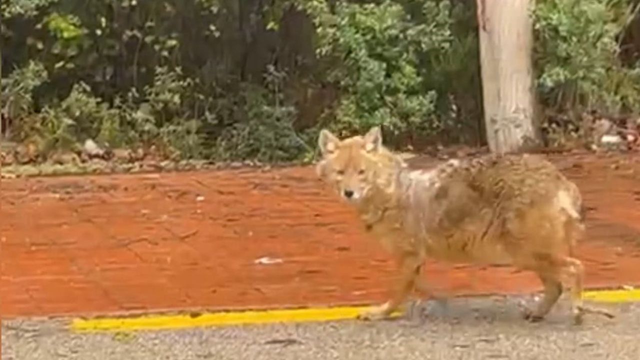Sinop Akliman'da çakal leblebiyi reddetti, fındığı tercih etti — Park halindeki sürücü elinden besledi