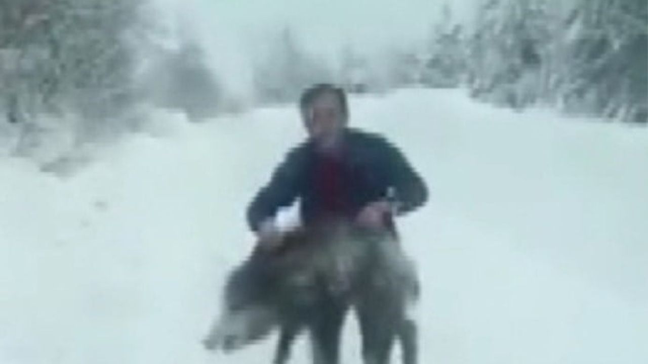 Sinop Erfelek'te vatandaş, yaban domuzu yavrusunu eliyle yakalayıp geri bıraktı