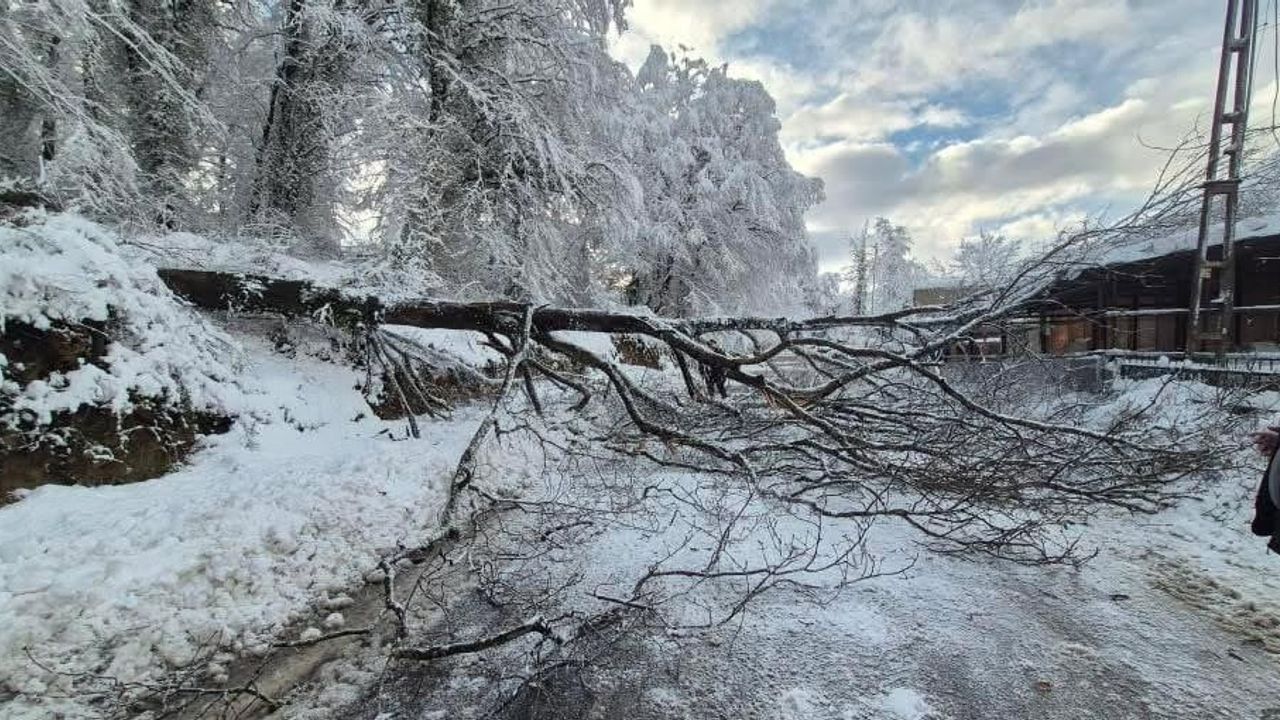 Sinop'ta Türkeli-Ayancık kara yolunda devrilen ağaç ulaşımı kapattı; yol kontrollü açıldı